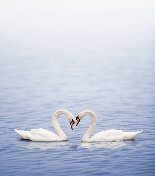 Poster Swans on a lake happily in love