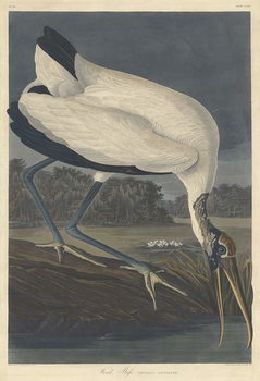 Slika na platnu Wood Ibis, 1834