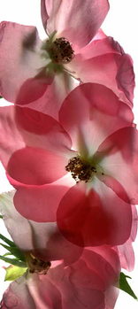 Poster Alice Rose Trio, 2014,