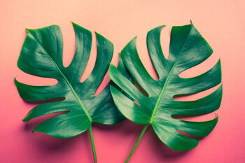 Poster Beautiful monstera leaves  on colorful