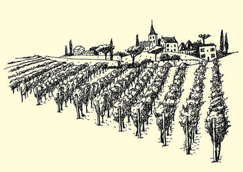 Poster Beautiful Vineyard View In The Valley.