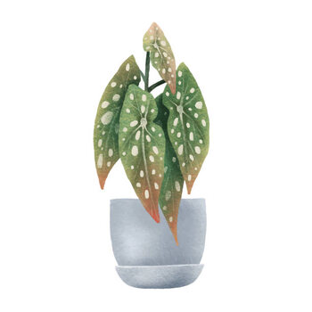 Poster Begonia Maculata, dots. Houseplant in pot.