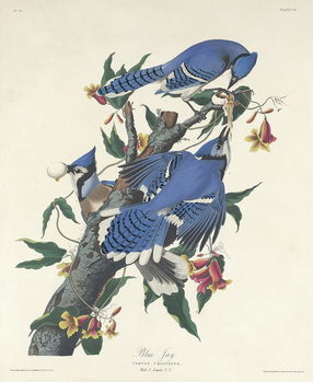 Poster Blue Jay, 1831