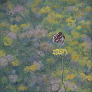 Poster Brown Argus (after photo by Sara Crow),