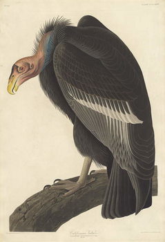 Poster Californian Vulture, 1838