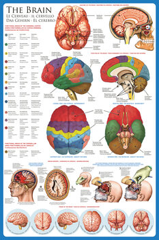 Poster Cérebro - anatomia