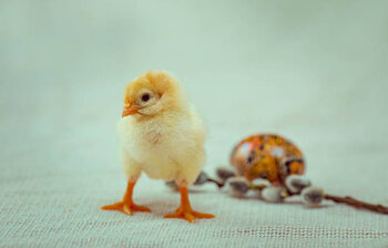 Poster Close-up of baby chicken on table,Ukraine