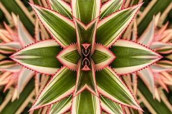 Poster Close-up of variegated leaves of an
