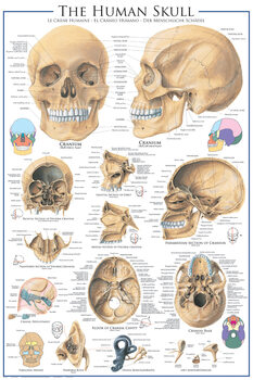 Poster Crânio - anatomia
