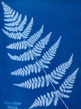 Poster Cyanotype of Lastrea dilatata, 1853