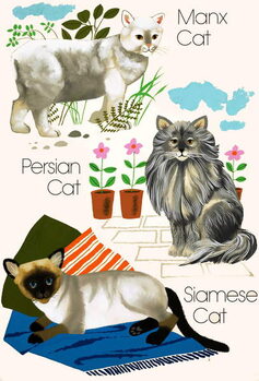 Poster Domestic cats