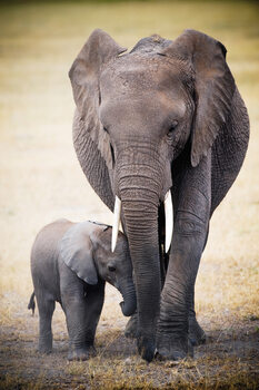 Плакат Elephant and baby