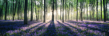 Плакат Enchanted forest