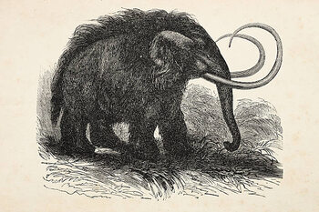 Poster Engraving of extinct woolly mammoth from 1872