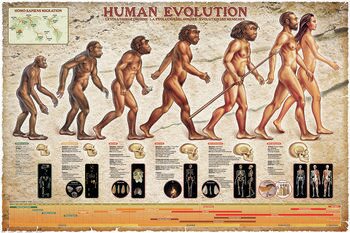 Poster Evolução humana