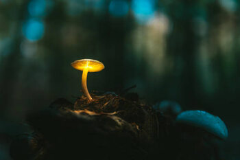 Poster Fairy, glowing mushroom. Night in the