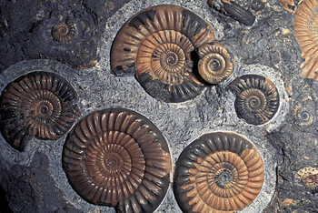 Poster FOSSIL AMMONITES, JURASSIC, PROMICROCERAS PLANICOSTA, UK.