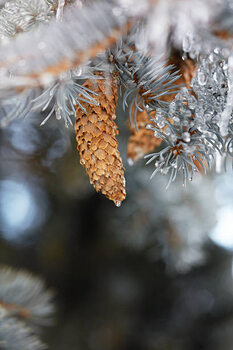 Poster Frozen pinecones in winter