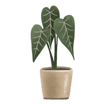 Poster Green Alocasia. Houseplant in pot. Home