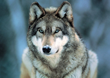 Poster Grey wolf