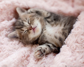 Poster Kitten - Sleeping