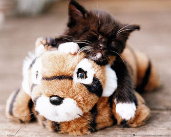 Poster Kitten - Toy Tiger