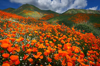 Poster Lake Elsinore Poppy Reserve - Abundance