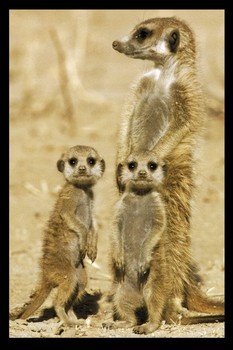 Meerkats Poster