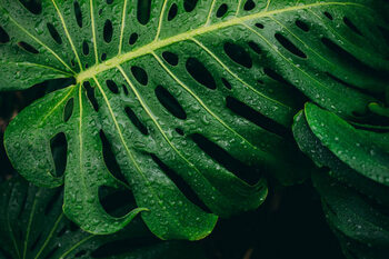 Poster Monstera deliciosa Plant