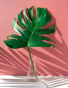 Poster Monstera leaves in glass jug with