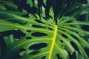 Poster Monstera Philodendron leaves - tropical forest