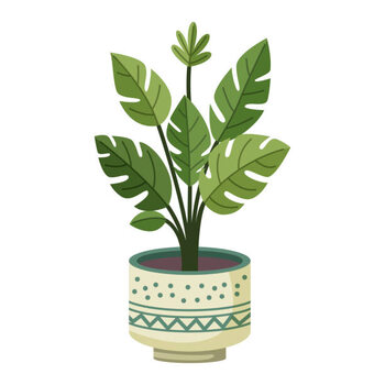 Poster Monstera plant in a pot
