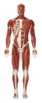 Poster Muscles of the Human Body