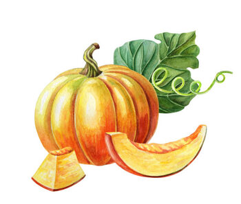 Poster Orange pumpkin. Watercolor illustration on white background. Autumn harvest. Fresh vegetarian food.