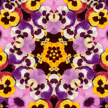 Poster Pansy Mandala