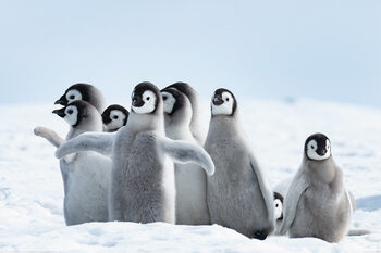 Poster XXL Penguins - Family