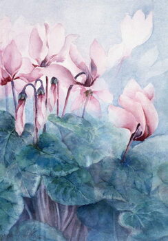 Canvas Print Pink Cyclamen Pseudibericum