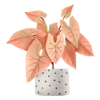 Poster Pink syngonium, houseplant in pot. Home