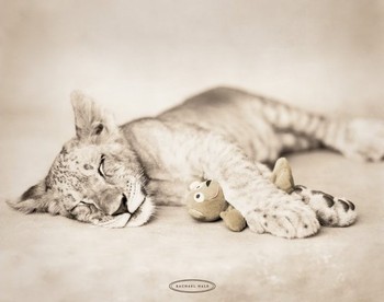 Rachael Hale - arjuna & teddy Poster