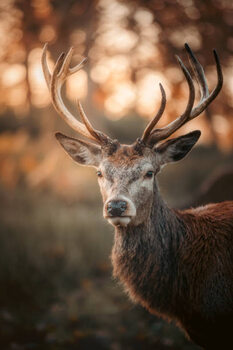Плакат Red Deer Stag Portrait