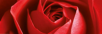 Плакат Red rose