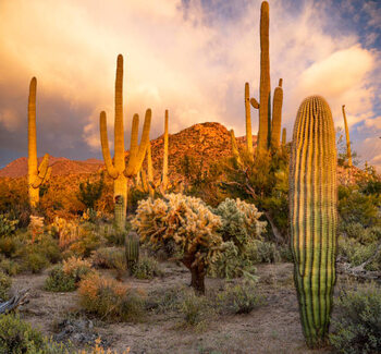 Poster Saguaro National Park sunset