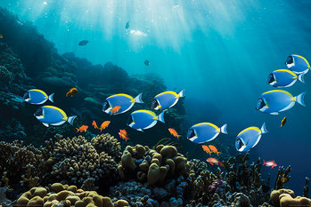 Surgeonfish & Goldies Poster