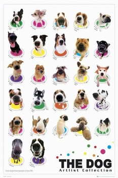 Poster The dog - compilation