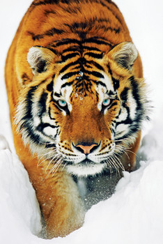 Tiger in the snow Poster