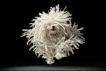 Poster Tim Flach - flying mop