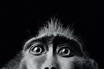 Poster Tim Flach - monkey eyes