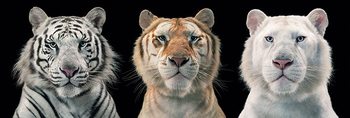 Poster Tim Flach - tiger breeding series