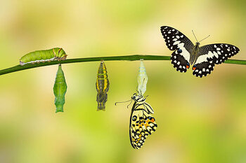 Poster Transformation of Lime Butterfly