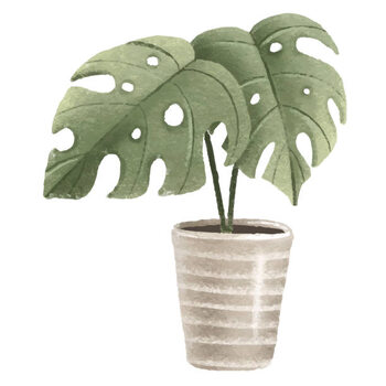 Poster Tropical Monstera, Houseplant in pot. Home